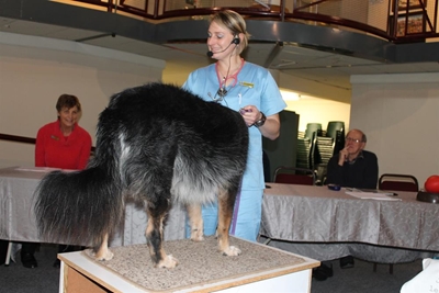 Sterilisation prevents animal cruelty